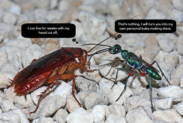 The Walking Dead (Cockroach Edition)