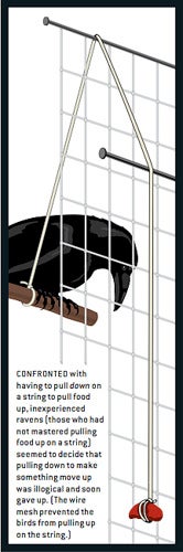 Credit: John James Audubon