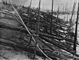 Image taken by the the Leonid Kulik Expedition of trees felled by the Tunguska explosion: