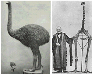 The moa via source