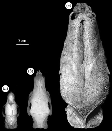 Skull comparison of a modern rodent and Josephoartigasia monesi via royal society