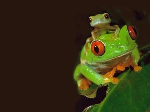 Red Eye Tree Frog via NatGeo