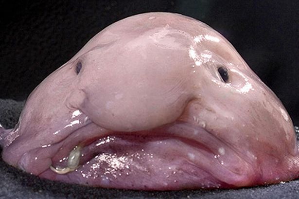 The blobfish via Carters