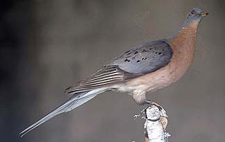 Image of a passenger pigeon via discovery