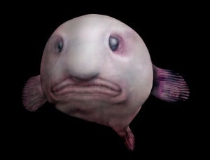 Blobfish via Kevin Young