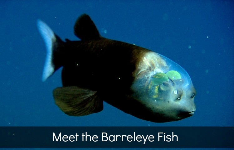 Barreleye fish via MBARI News