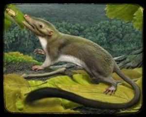 Our earliest mammal ancestor (Credit: Carl Buell)