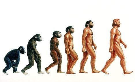 stages in evolution