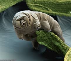 Tardigrade via NASA
