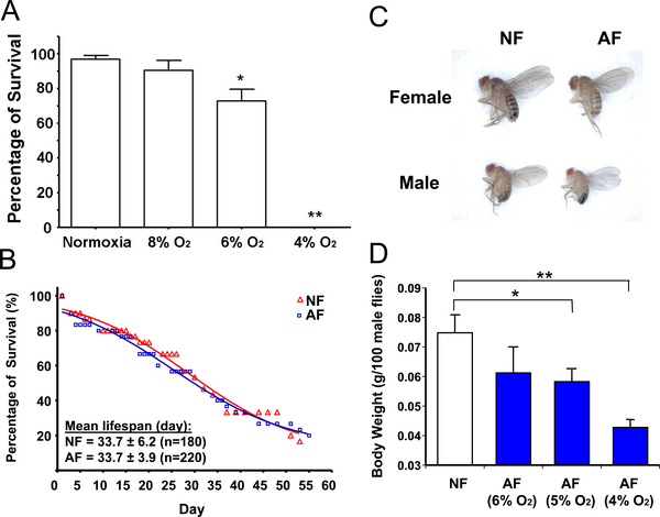 Phenotypic changes in hypoxia-selected Drosophila melanogaster