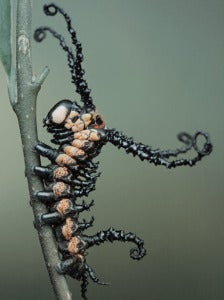 Image credit: Igor Siwanowicz