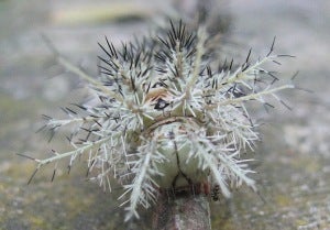 Another closer look at the Giant Silkworm Caterpillar . Image credit: .Krol./Flickr