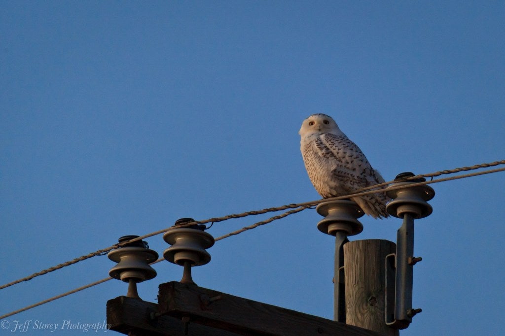 Snowy Owl in Harrisonburg, Virginia. Credit: Jeff Storey (2014)