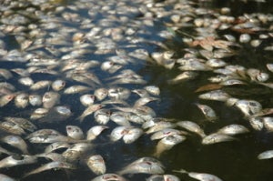 These fish were killed in Virginia after phosphorus levels soared in the water, leading to a harmful algal bloom that consumed the underwater oxygen and blocked sunlight. This, in turn, prevented photosynthesis for the underwater grasses,. (Credit: Chesapeake Bay Foundation)