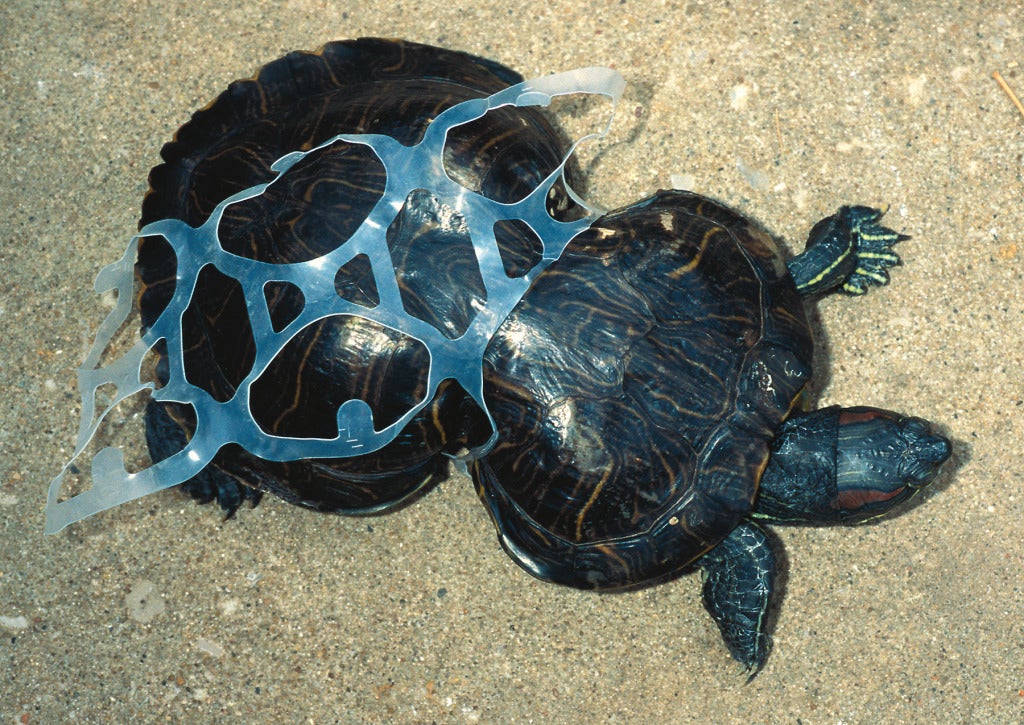 Peanut the turtle caught in a 6-pack ring via MDNR