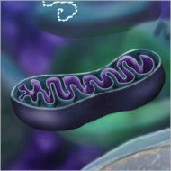 Mitochondria (Credit: Nicolle Rager, National Science Foundation)