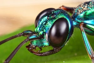 A close-up look at an Emerald cockroach wasp. (Credit: Eddy Lee)