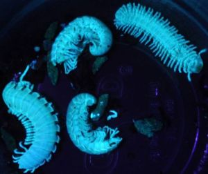 fluorescent millipedes