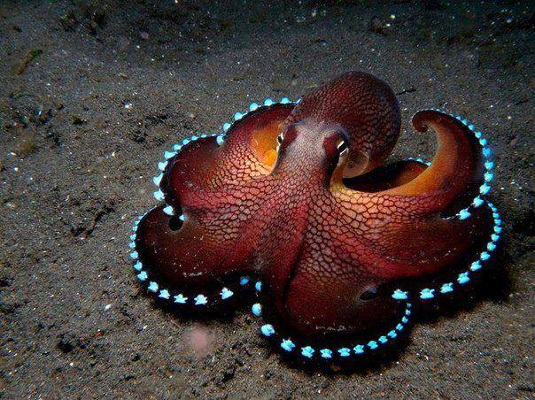 coconut octopus