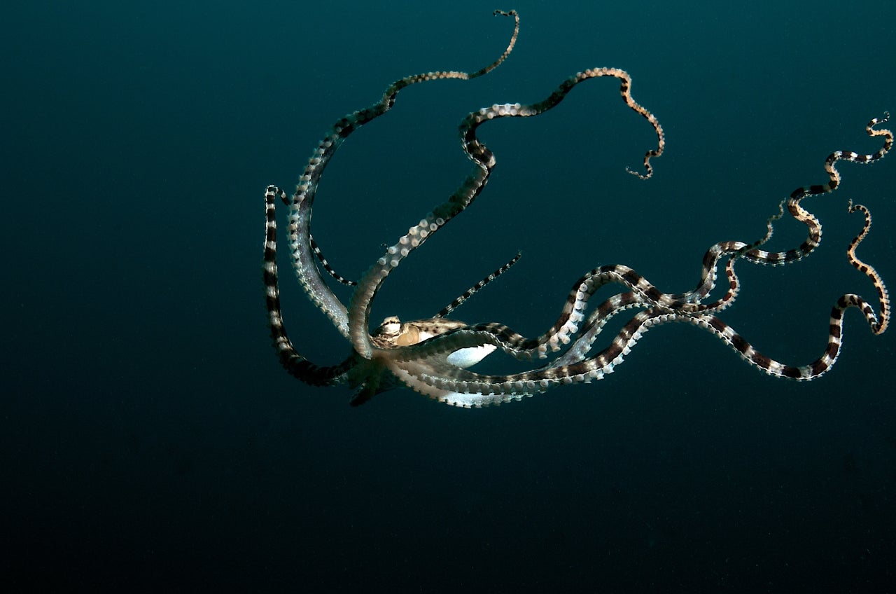 mimic octopus