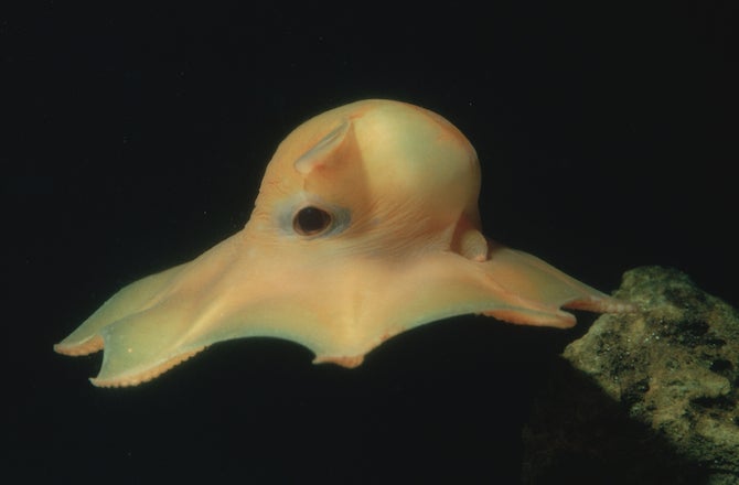 tentacled flapjack octopus
