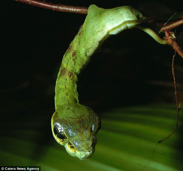 hawkmoth caterpillar (2)