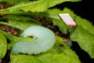 A caterpillar feeding on an Arabidopsis plant (Credit: Roger Meissen)