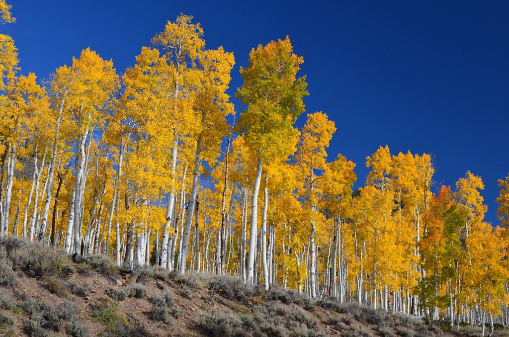 Pando, the Trembling Giant. Image by J Zapell via USDA