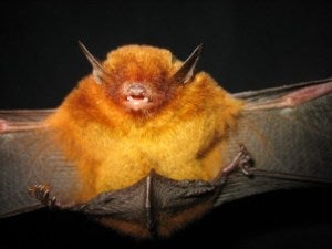 Myotis Ruber is similar to the newly named bat (Image Credit: Paraguay Conservation Program)