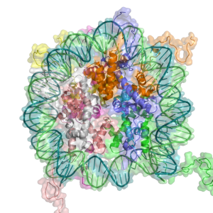 Nucleosome structure. Image credit: Richard Wheeler (Zephyris) 2005