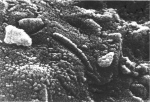 Microstructures from Martian meteorite; nanobacteria, or not? - (NASA image)