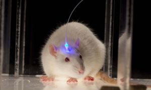 mouseoptogenetics