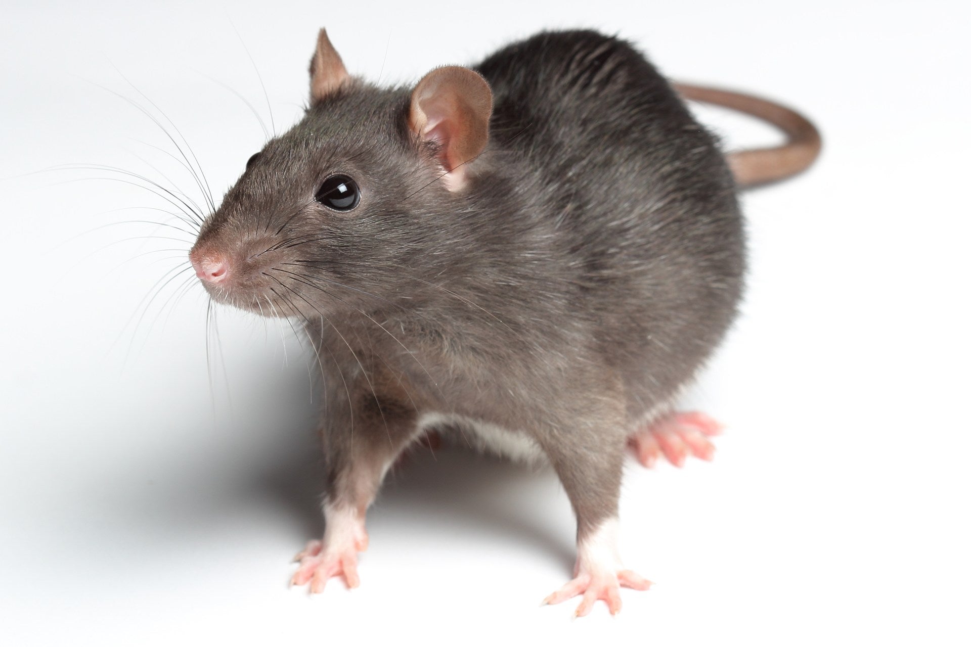 rat_6