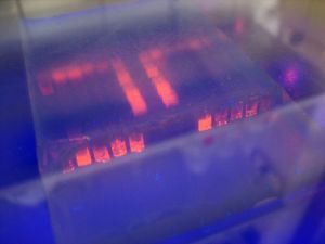 Gel electrophoresis in UV light/ Iwan Gabovitch