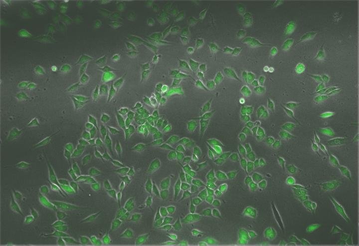 Depiction of the outcome of turning fibroblasts into keratinocytes with the Mogrify algorithm.