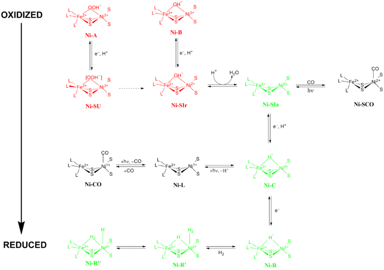 750px-Redox_states_of_NiFe_hydrogenase