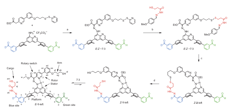 Synthesis of transporter cargo conjugates