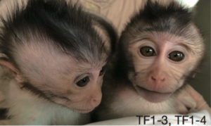 Two of the transgenic monkeys produced in the experiment. Image Credit: Zhen Liu et al., 2016.