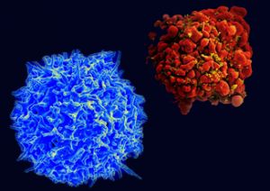 T Cell combination image