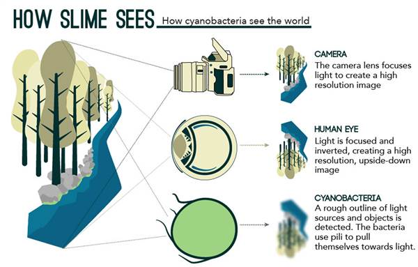 Image Credit: eLife