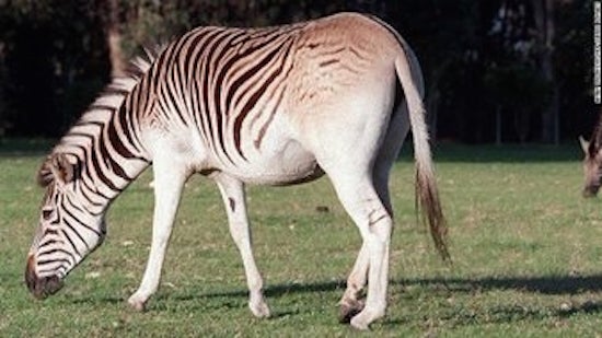 After dying off in 1880s, a group of breeders used DNA and selective breeding to recreate the quagga as best as they could. Image credit: Twitter/CNN