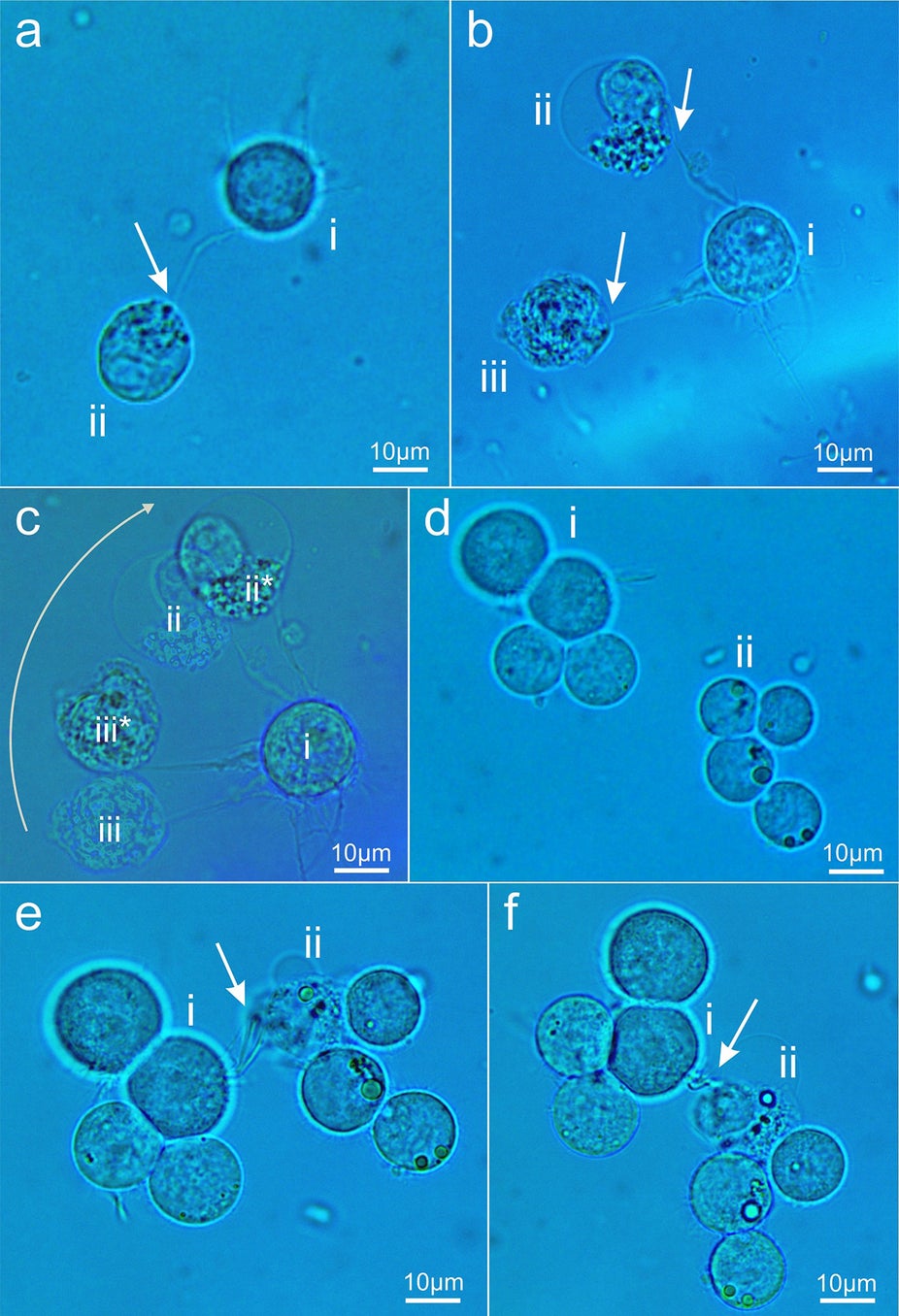 Source: Novel Method for Neuronal Nanosurgical Connection \ Scientific Reports