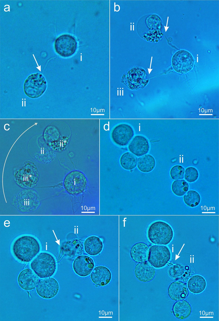 Source: Novel Method for Neuronal Nanosurgical Connection \ Scientific Reports