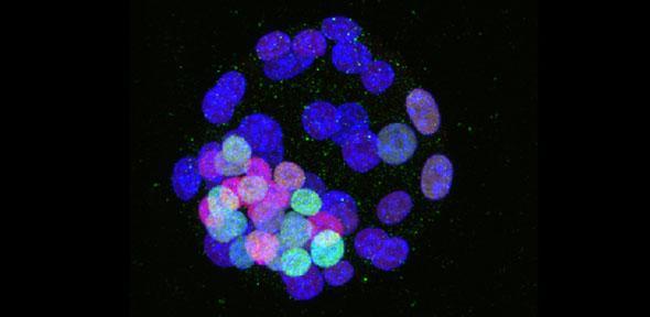 Mouse blastocyst at the pluripotent stage, when cells have the capacity to generate all of the cell types of the adult Credit: Jenny Nichols