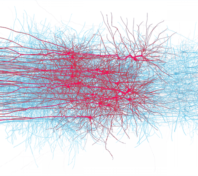 An in silico network of thick-tufted layer 5 pyramidal cells in a digital reconstruction of neocortical microcircuitry. Credit: EPFL/Blue Brain Project