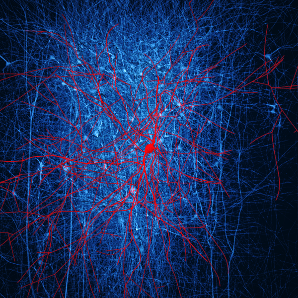 In silico retrograde staining. The presynaptic neurons of a layer 2/3 nest basket cell (in red) were stained (in blue) in a digital reconstruction of neocortical microcircuitry. Only immediate neighbouring presynaptic neurons are shown. Credit: EPFL/Blue Brain Project