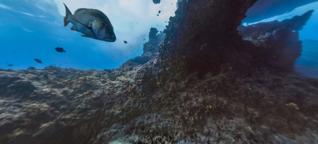 Click to be taken to Google's blog and see their VR View in Action.