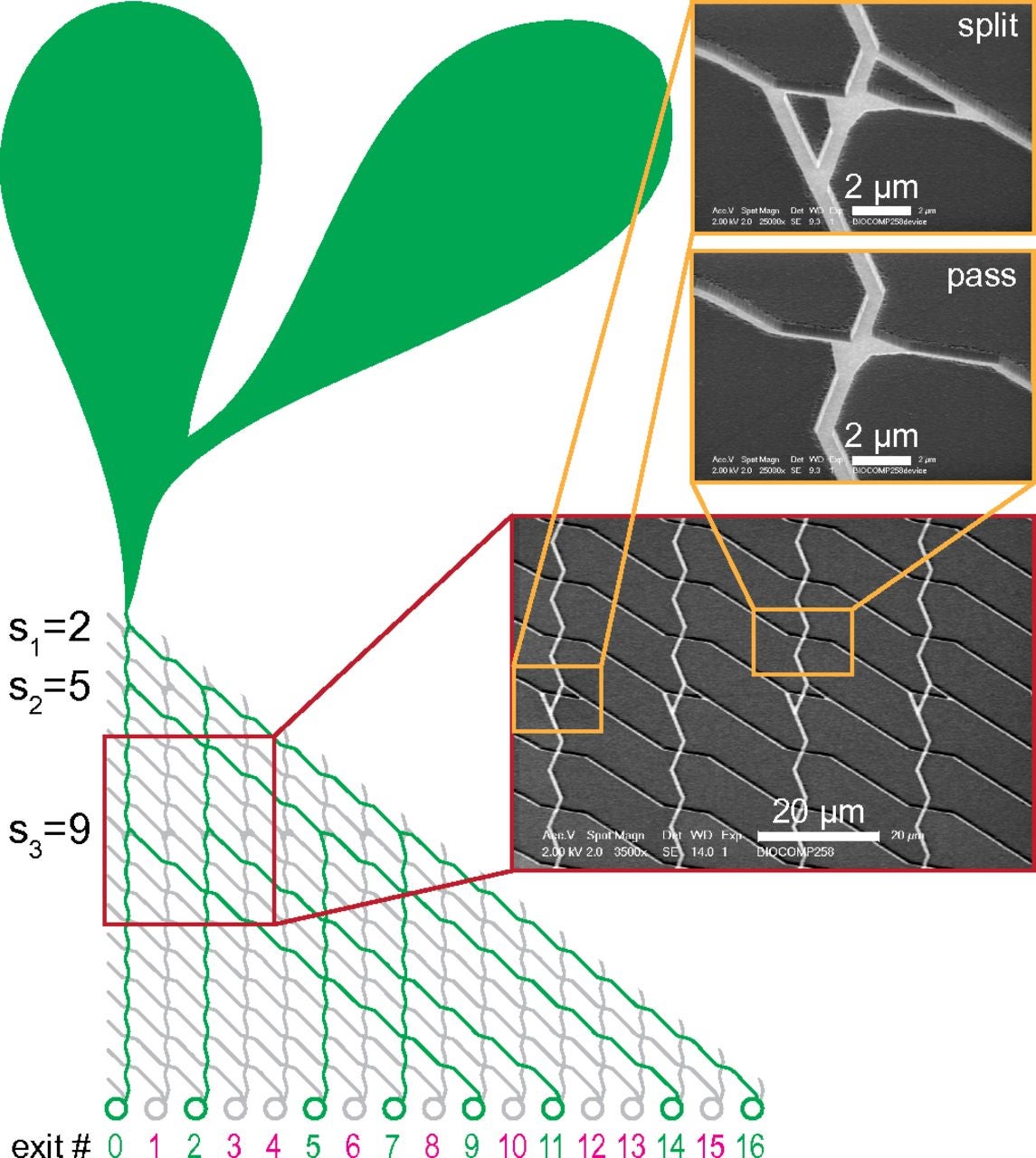 Schematic diagram of actual biological computational device. The green channels represent microtubules used in calculations; insets show scanning electron micrographs of computational "split-pass" junctions. Credit: PNAS.