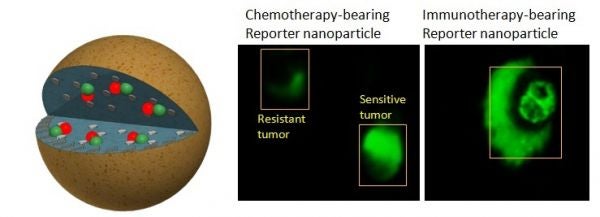 By using drug-bearing nanoparticles (left), researchers could determine which tumors were resisting the treatment, and which were succumbing to it. Credit: Ashish Kulkarni, Brigham and Women's Hospital