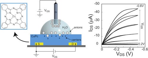 A schematic of the electronics of the biosensor. Credit: Organic Electronics